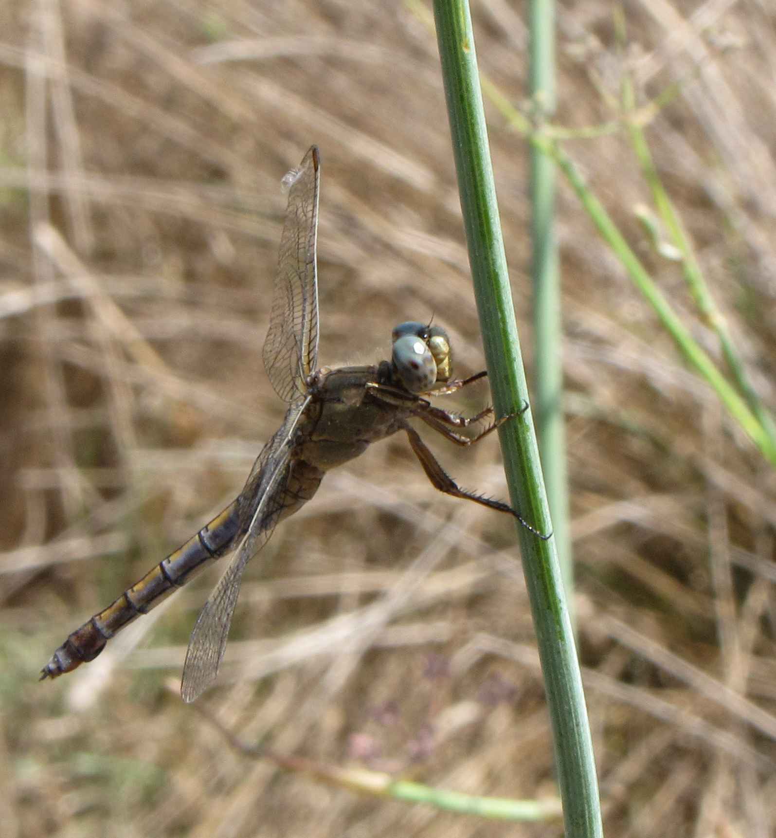 orthetrum brunneum